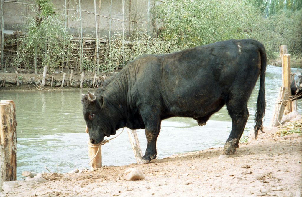 53 Kashgar Sunday Market 1993 Bull In Animal Market